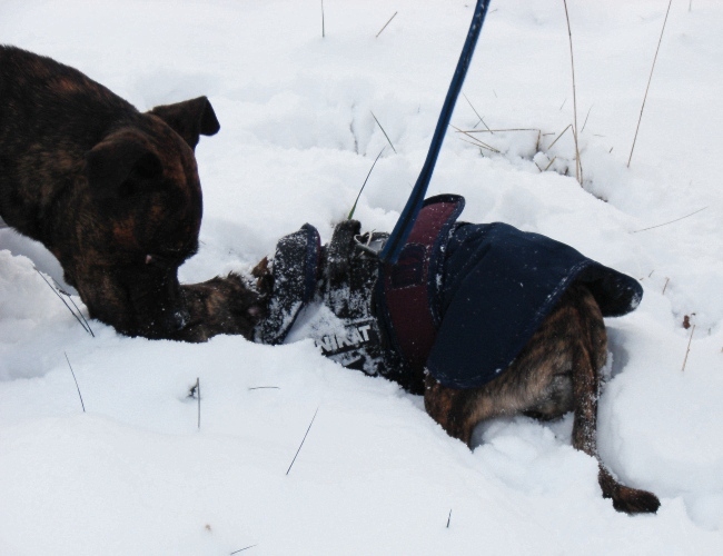 Lenni Und Bati Im Schnee