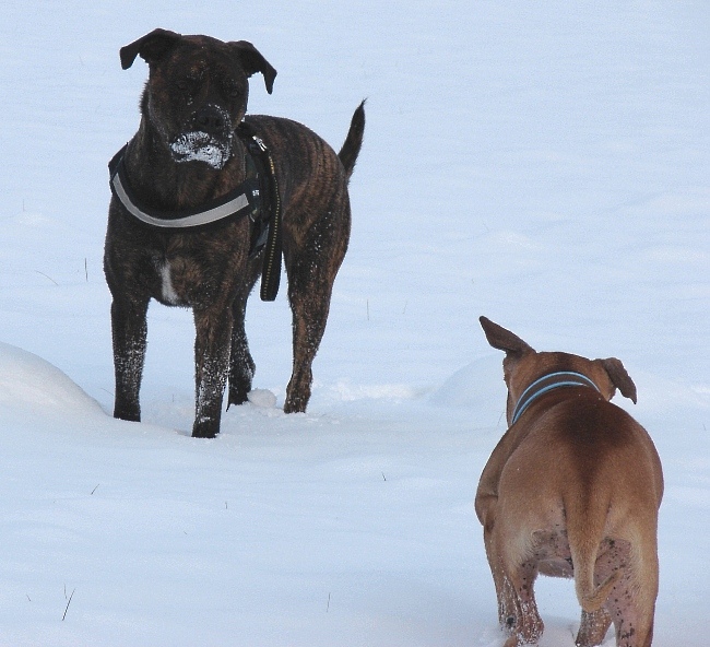 Lenni Und Shiwa Im Schnee