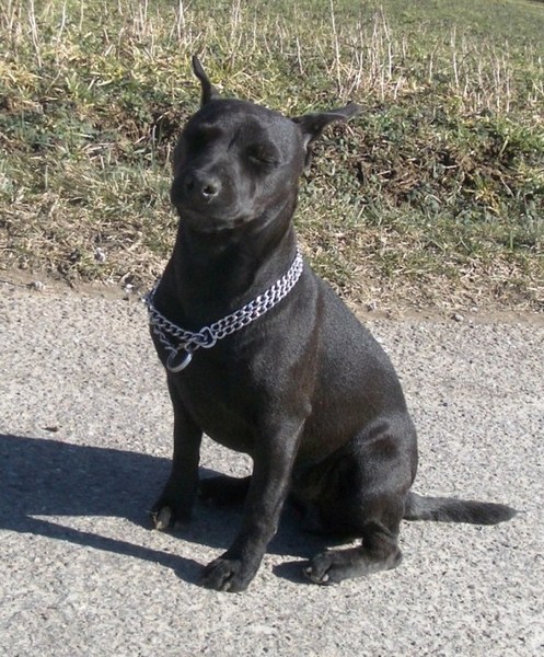 Leyla - Patterdale Terrier