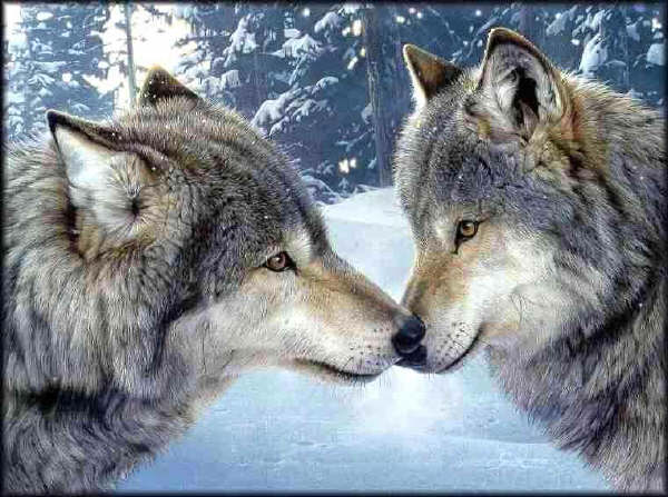 Liebende Wölfe