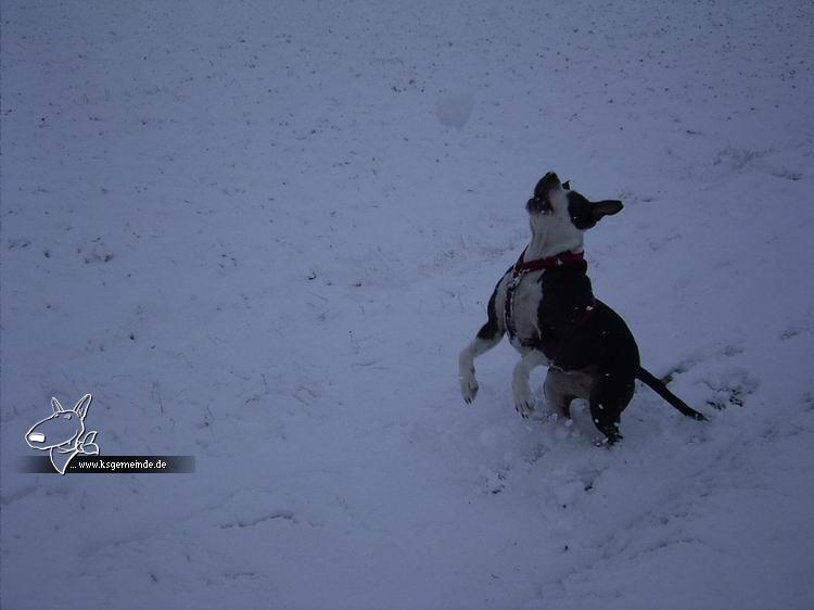 Lilli fängt den Schneeball