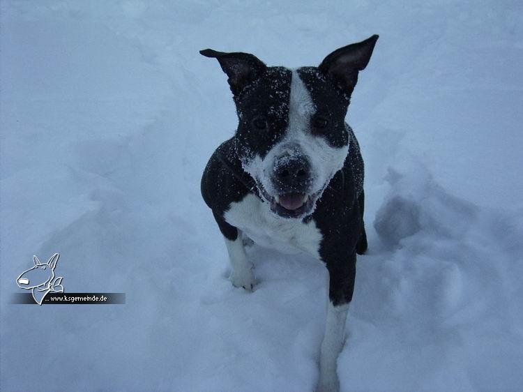 Lilli im Schnee