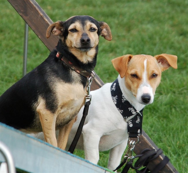 Lilli Und Annie