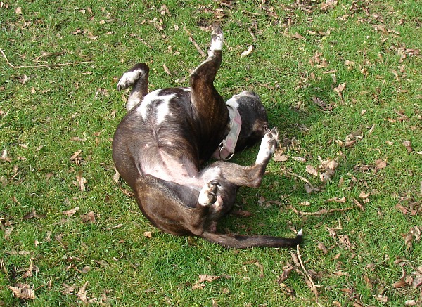 Lilou Begrüßt Den Frühling Mit Wälzen...