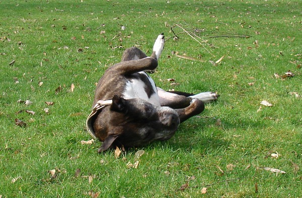 Lilou Begrüßt Den Frühling Mit Wälzen...