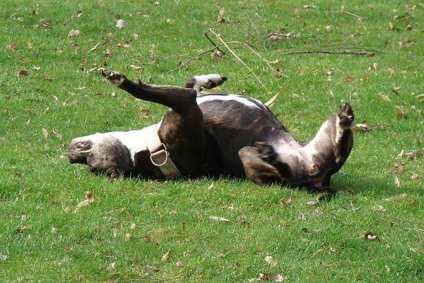 Lilou Begrüßt Den Frühling Mit Wälzen...