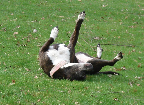 Lilou Begrüßt Den Frühling Mit Wälzen...