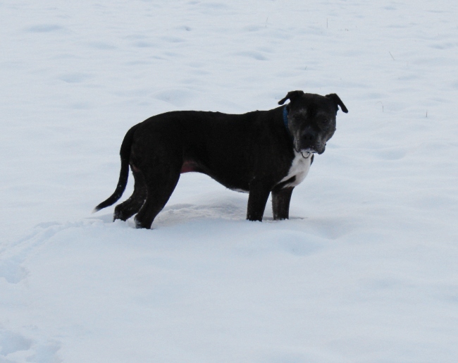 Lilou Im Schnee