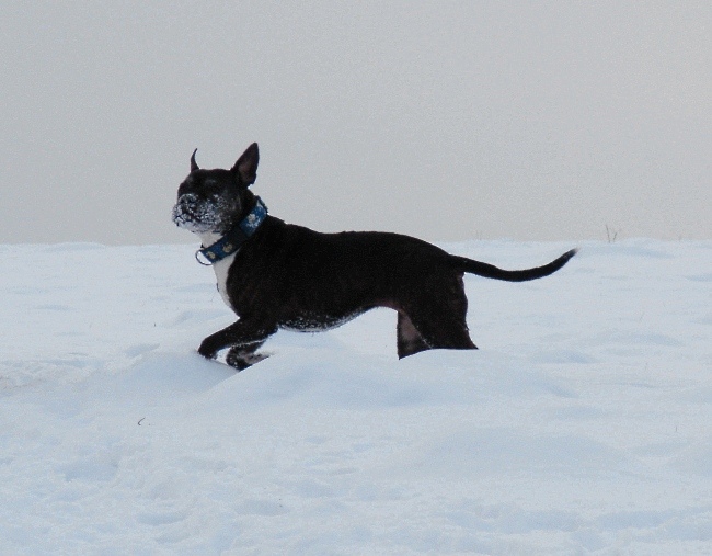 Lilou Im Schnee