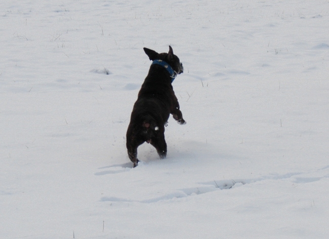 Lilou Im Schnee