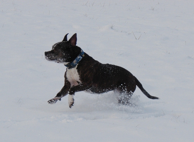 Lilou Im Schnee