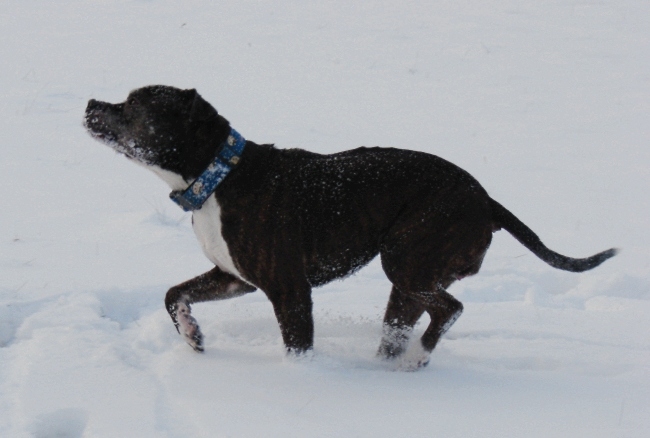 Lilou Im Schnee