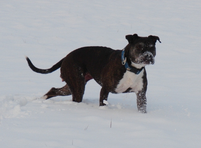 Lilou Im Schnee