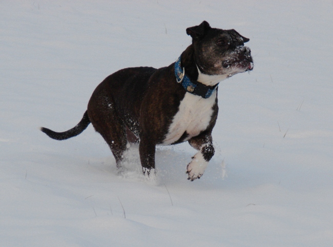 Lilou Im Schnee