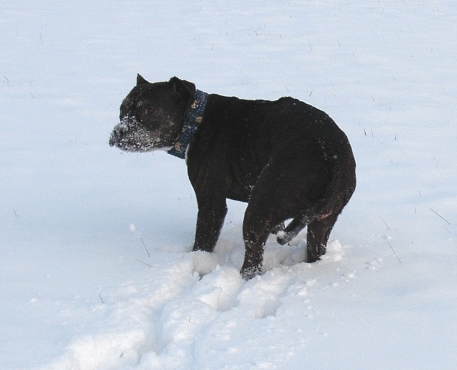 Lilou Im Schnee