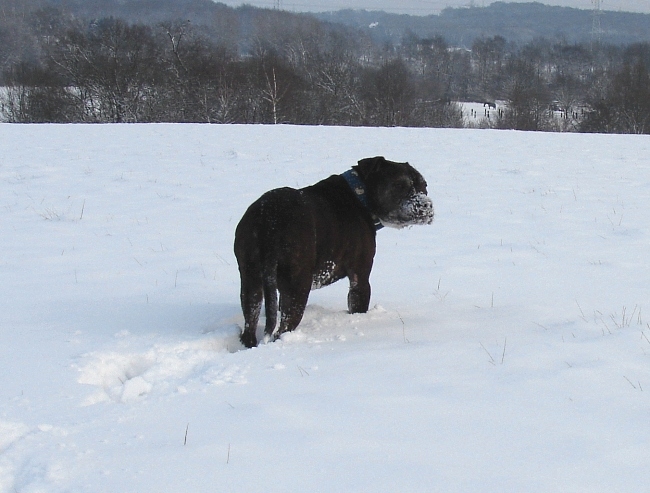 Lilou Im Schnee