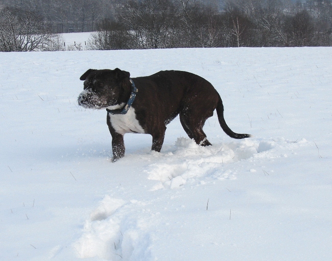 Lilou Im Schnee