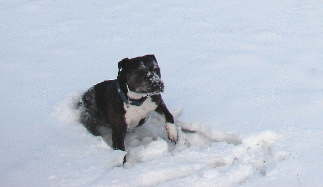 Lilou Im Schnee