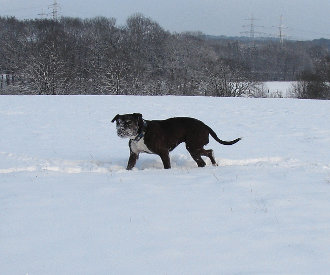 Lilou Im Schnee