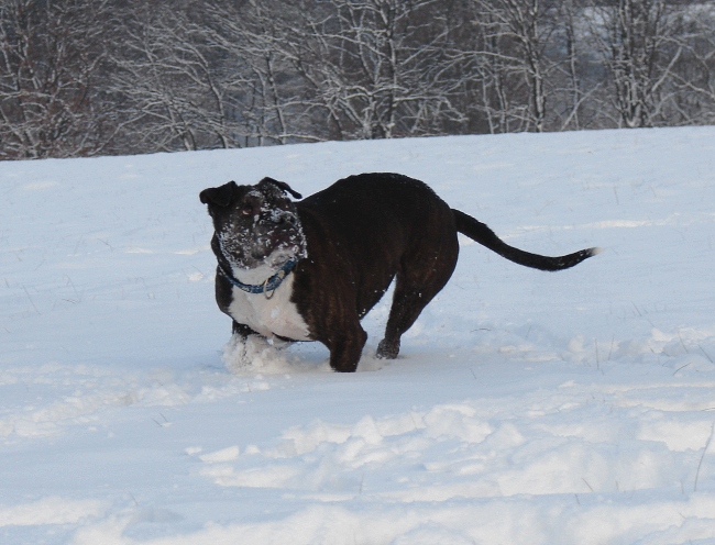 Lilou Im Schnee