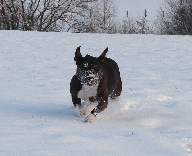 Lilou Im Schnee