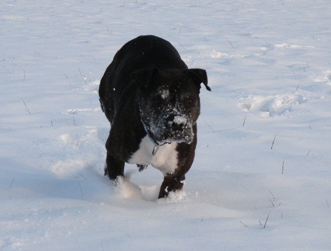 Lilou Im Schnee