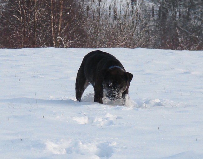 Lilou Im Schnee