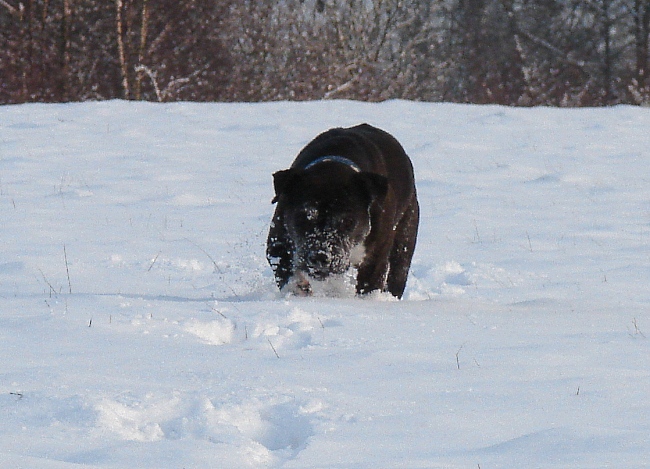 Lilou Im Schnee