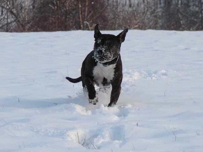 Lilou Im Schnee