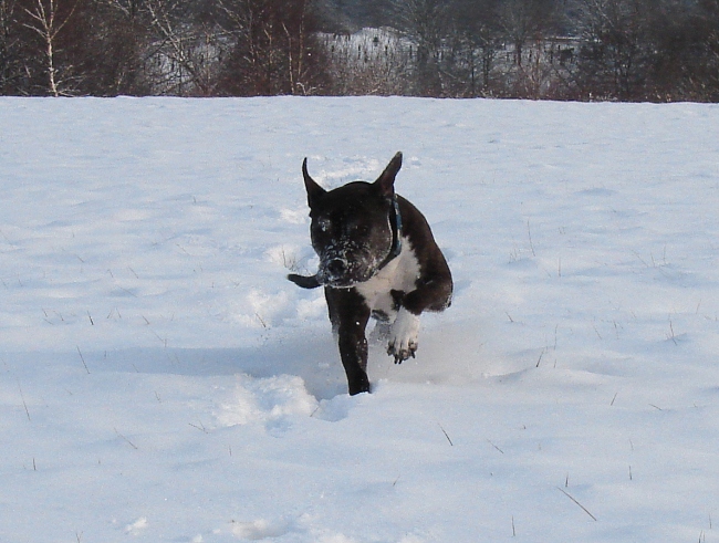 Lilou Im Schnee