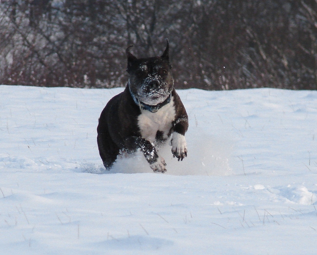 Lilou Im Schnee