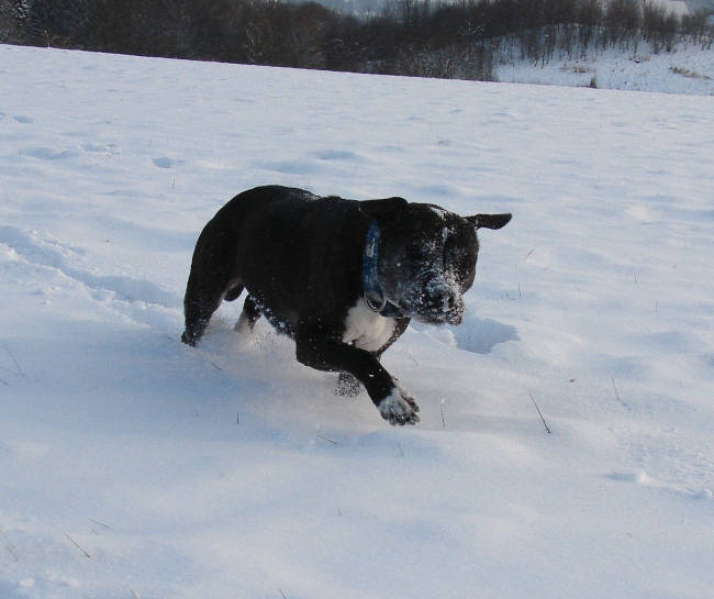 Lilou Im Schnee