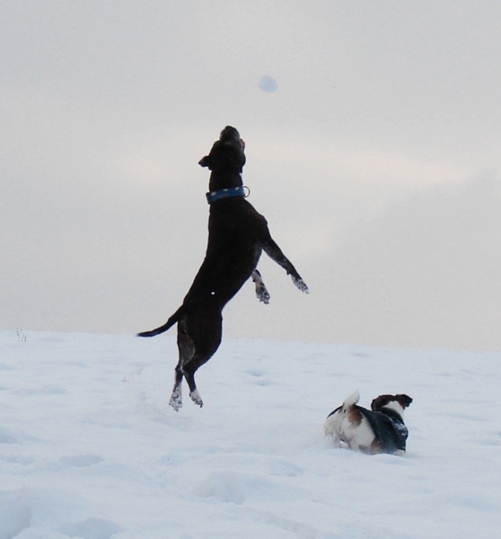 Lilou Im Schnee