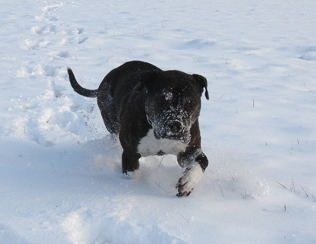 Lilou Im Schnee