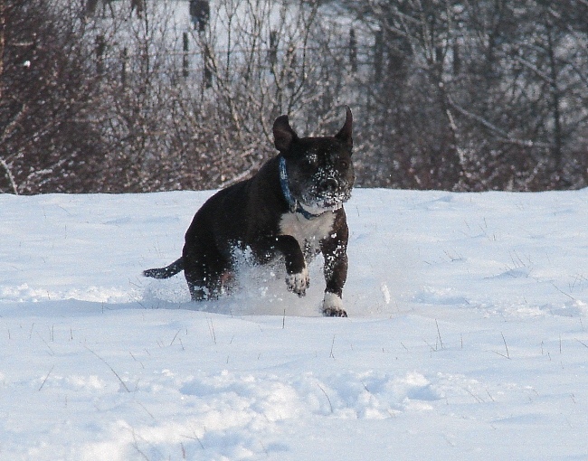 Lilou Im Schnee