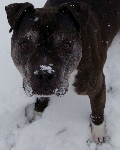 Lilou Im Schnee