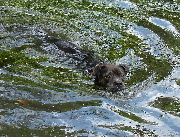 Lilou Schwimmt