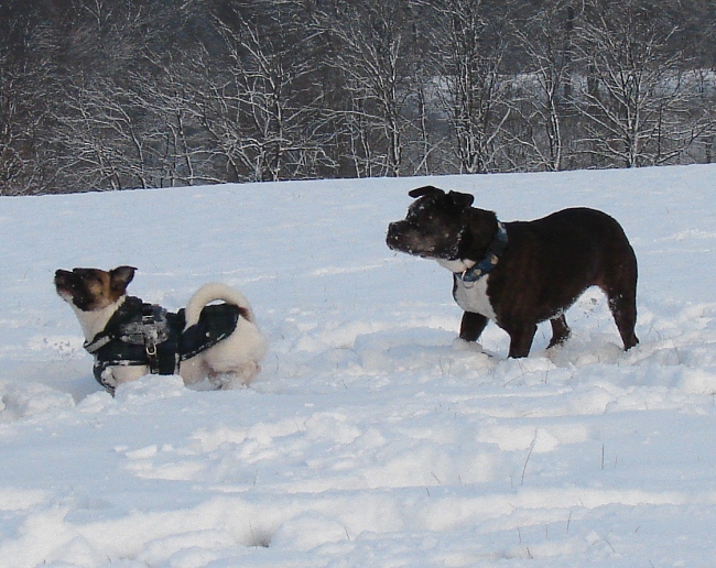 Lilou Und Kojak Im Schnee