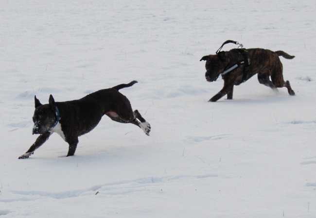 Lilou Und Lenni Toben Im Schnee