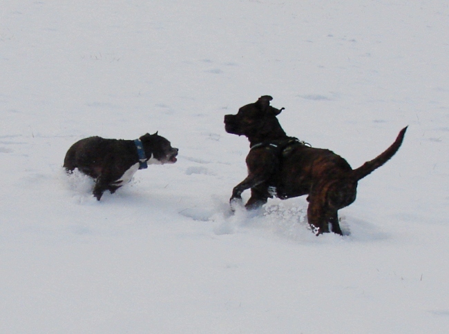 Lilou Und Lenni Toben Im Schnee