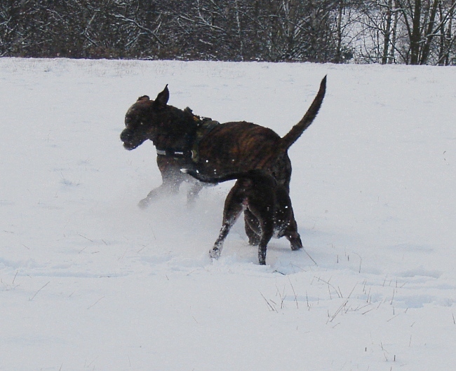 Lilou Und Lenni Toben Im Schnee