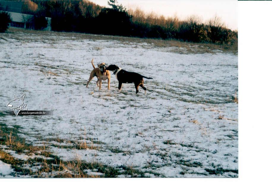 Lobo mit Kumpel im Schnee