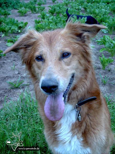 Luke Labrador-Collie Mix