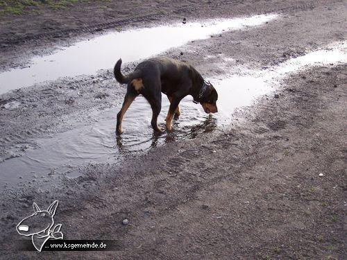 Luna hat Durst