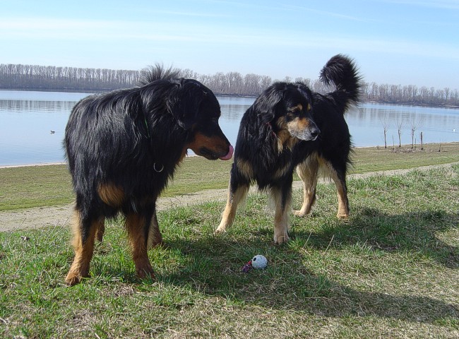 Mein Ball!