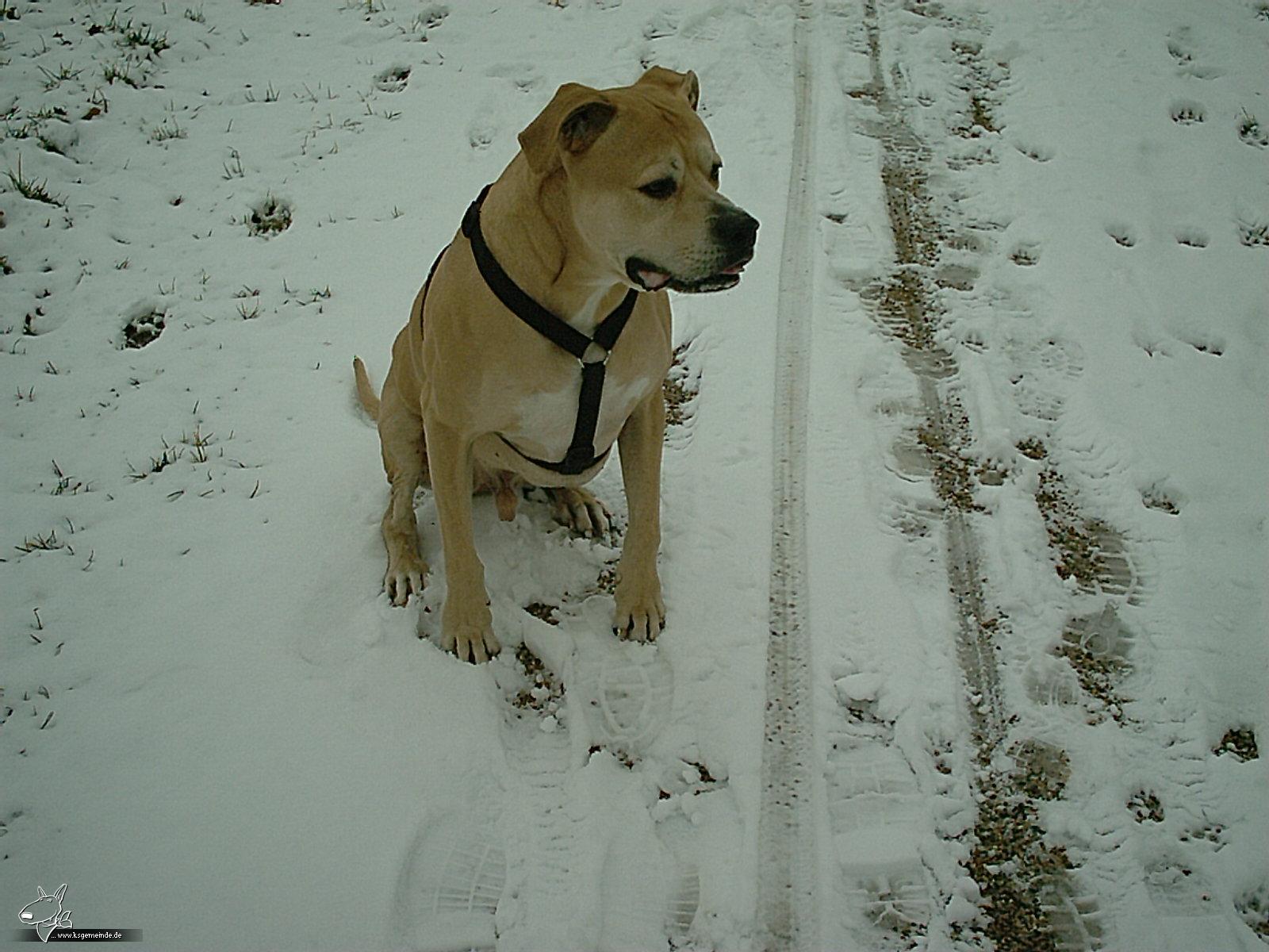 Mein Dicker im Schnee!!!