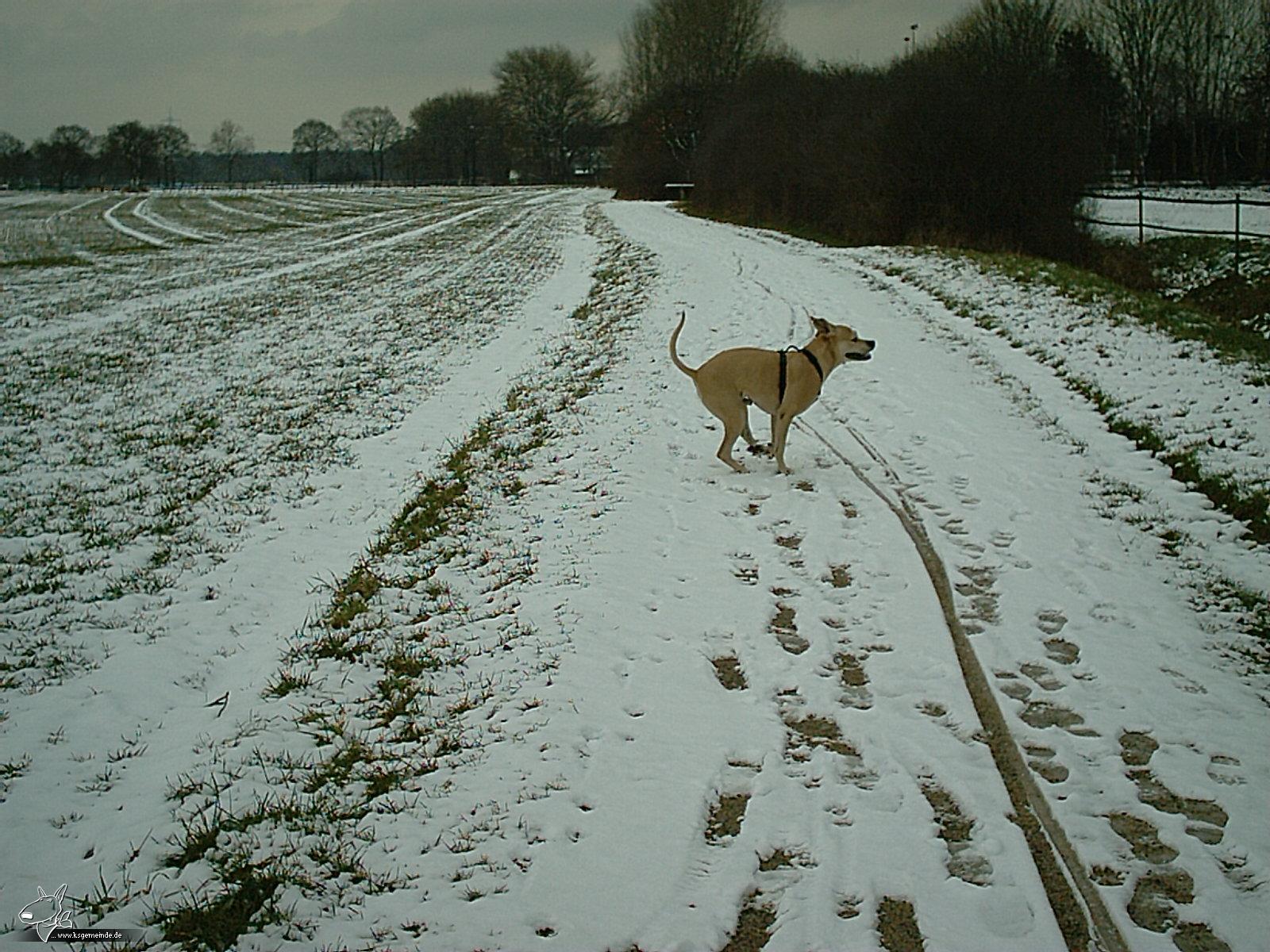 Mein Dicker im Schnee!!!