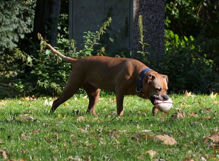 Mein Football...