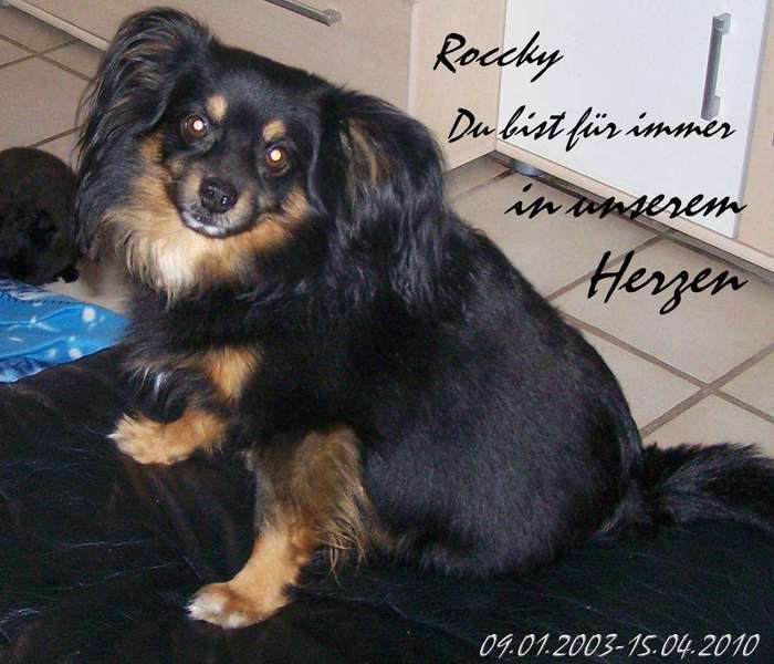 Mein Hund Rocky