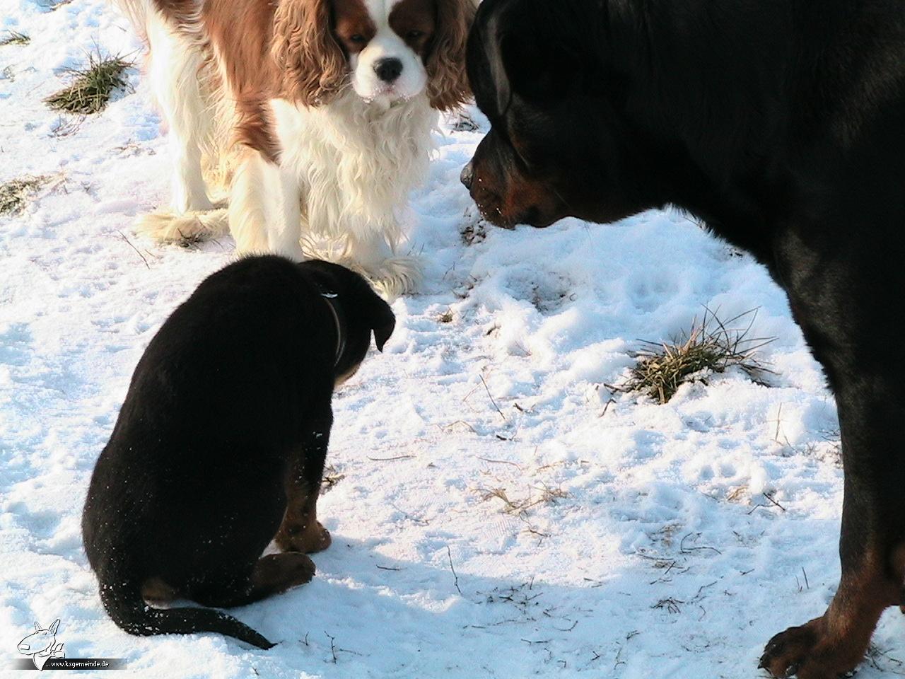 mein Trio